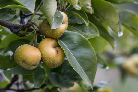 new zealand orchards asian pear export Older woman nude sex